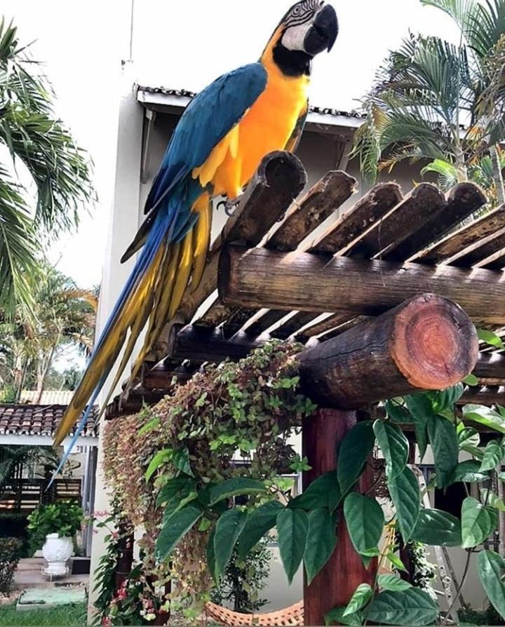 Pousada Recanto Dos Passaros Balsas Buitenkant foto