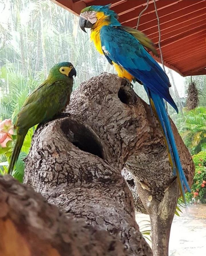 Pousada Recanto Dos Passaros Balsas Buitenkant foto