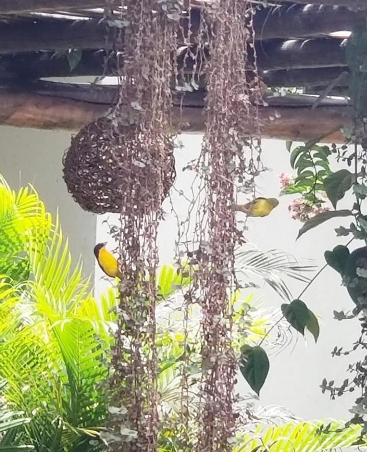Pousada Recanto Dos Passaros Balsas Buitenkant foto