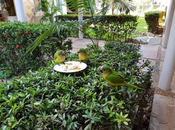 Pousada Recanto Dos Passaros Balsas Buitenkant foto