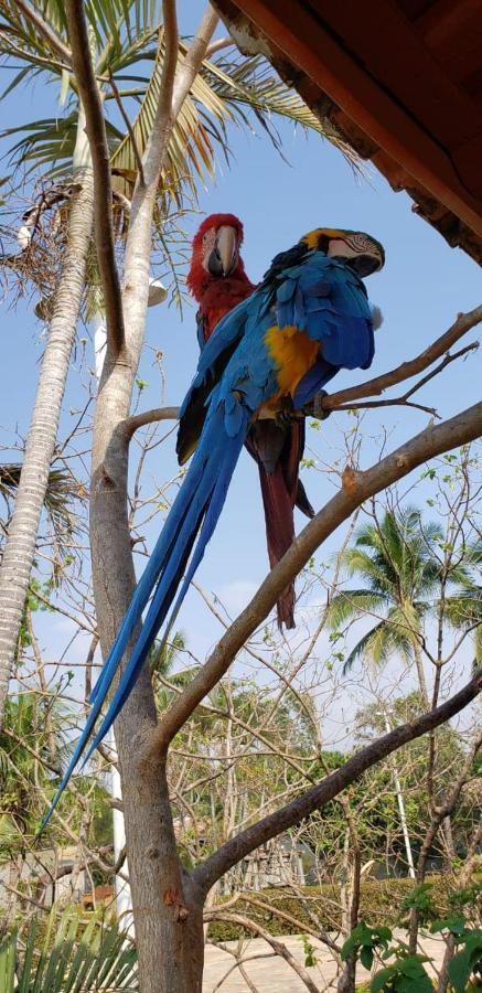 Pousada Recanto Dos Passaros Balsas Buitenkant foto