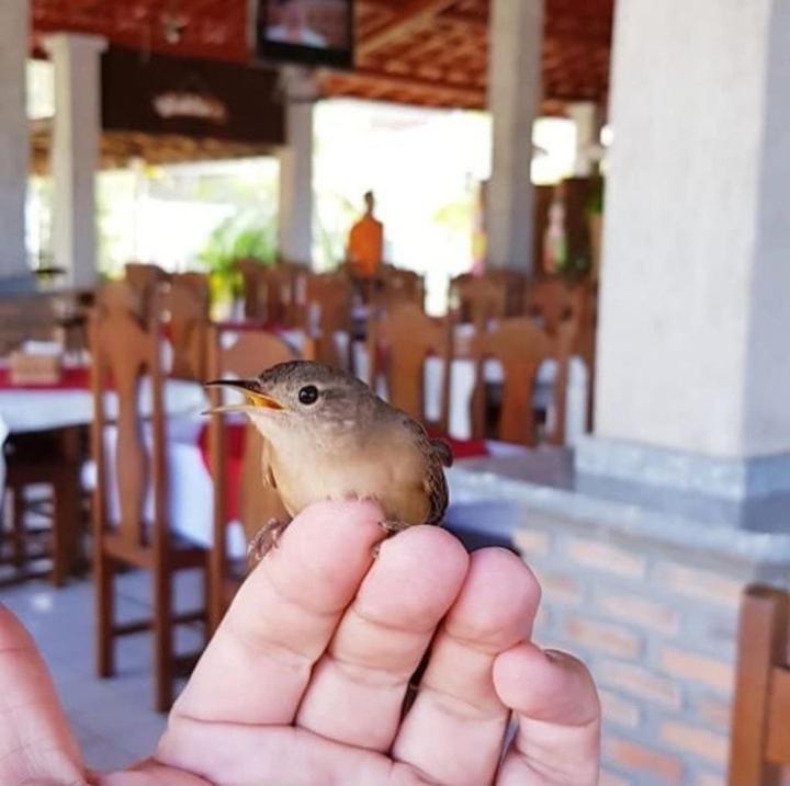 Pousada Recanto Dos Passaros Balsas Buitenkant foto