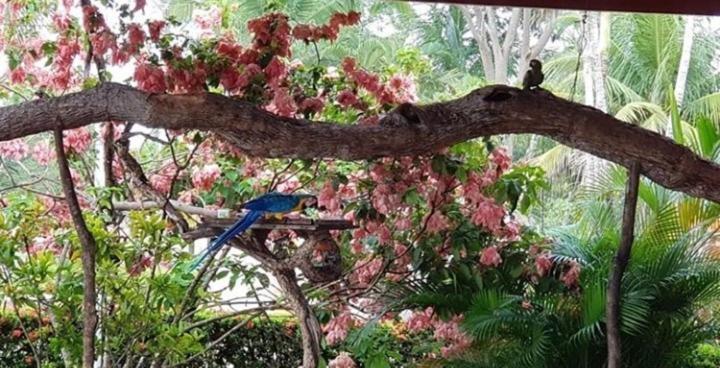 Pousada Recanto Dos Passaros Balsas Buitenkant foto