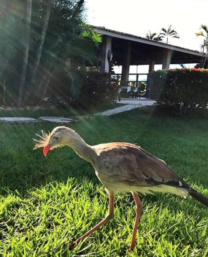 Pousada Recanto Dos Passaros Balsas Buitenkant foto